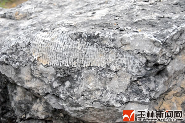 ����������״�Ļ�ʯʵ�������޼�׵���������ɺ����