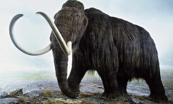 牛津大学讨论“是什么原因杀死了地球上的史前巨型动物”