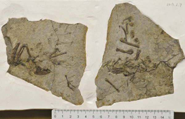 �κ�Է��ֵĻ�ʯ����ˮ��������ֱ�����������һ�����໯ʯ