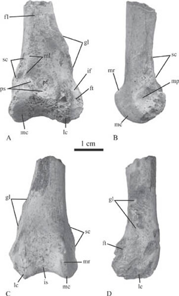 ����ά����Ѽ�ǿ�����Ĺɹ�Ƭ�Ρ�(��ϲ����ͼ)