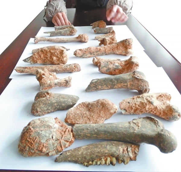 开箱后展示的古脊椎动物化石