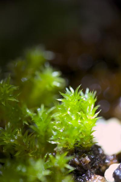 Ұ����С����޺