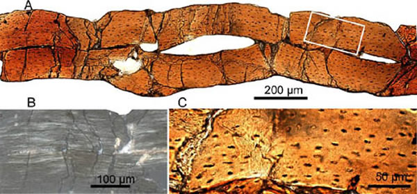 ����΢��Parvavis chuxiongensis gen. et sp. nov.������֯��Ƭͼ��������ͼ����