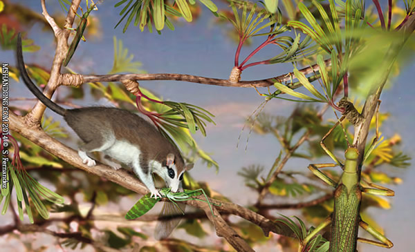 Cretophasmomima melanogramma����ϰ�Ժͻ����ĸ�ԭͼ��ͼƬ��S. Fernandez.