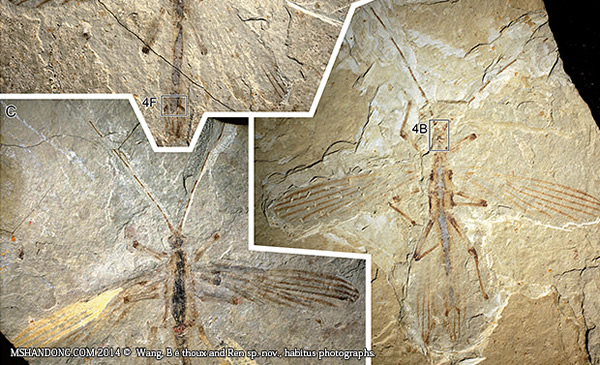 Cretophasmomima melanogramma��ʯ������ͼƬ��Wang, B��thoux and Ren sp. nov.