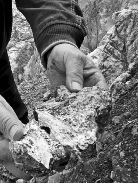 滑落的小块山石,有不少是动物化石。