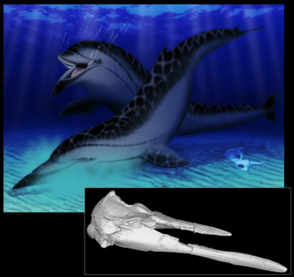 �����������ӵ�о޴�ķ��