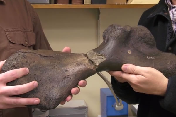 ǰ3׶೤ͺꡰAtlantochelys mortoni