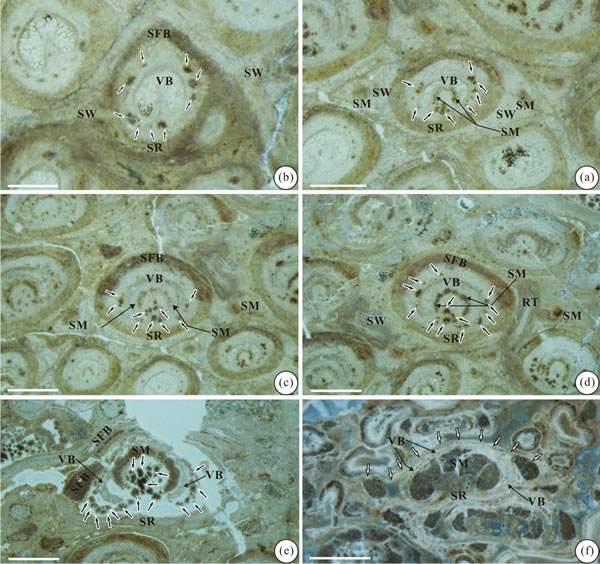 王氏阿氏茎(新种)的叶柄基横切面特征