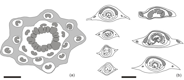 王氏阿氏茎(新种)中柱及叶柄基横切面解剖特征示意图