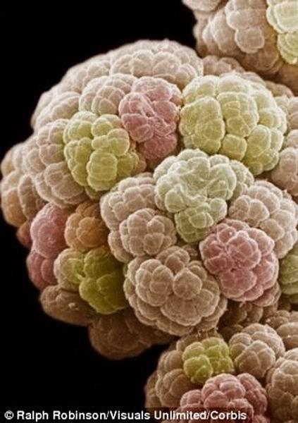 ͼ���Ǽ���˵����������һ������仯���µ�΢��������о�����������΢������ܵ��µ���ʷ��������������¼���