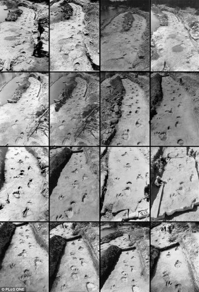 这处恐龙足迹是非常著名的,但是有一部分已遗失。为了重建恐龙追赶猎物的足迹,一支专家小组拼凑美国古生物学家罗兰-伯德于1940年拍摄的老照片,最终绘制出恐龙足迹3