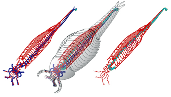 �ӳ����ɺ���(Fuxianhuia protensa)