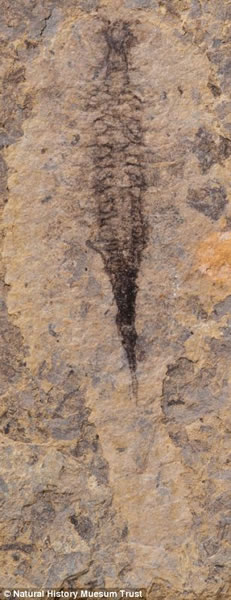 ͼ��������Զ�Ž�֫���︴�ӵ���Ѫ��ϵͳ��