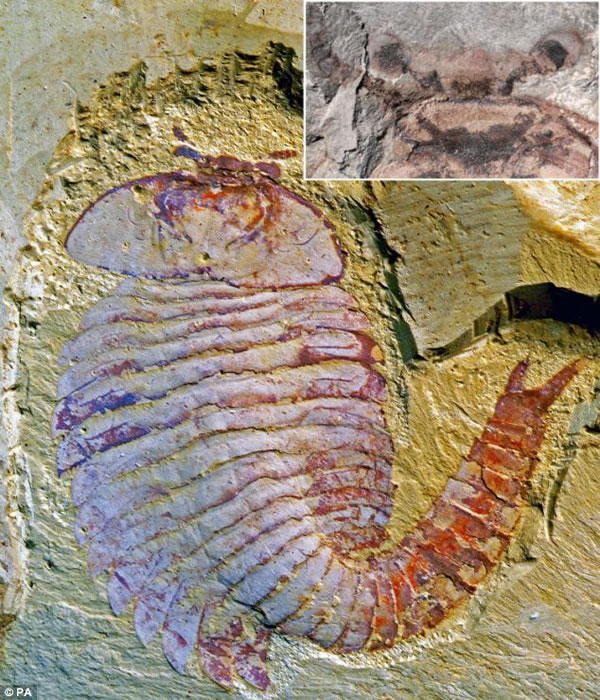 ͼ����ʾ�����Ÿ��ӵ�ͷ���ṹ��