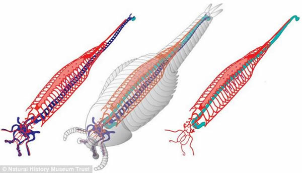 �ν����ﻯʯȺ�н�֫���︧�ɺ�����Ѫ��ѭ��ϵͳ��������ϵͳ������ϵͳ�ĸ�ԭ��