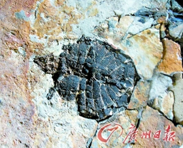 ��ҳ���ϵĹ껯ʯ