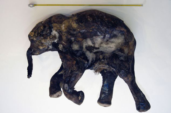 ������һͷ�����峤130���׿�80���ף����ͱȹ��Դ�