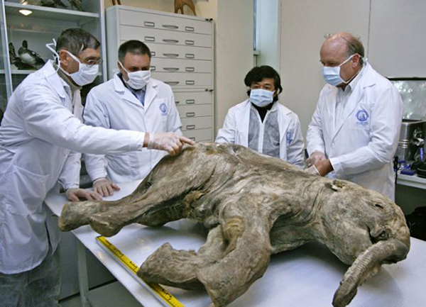 ���ֺ����ű���������˹л��ŵ��˹��(Shemanovsky)����ݡ�