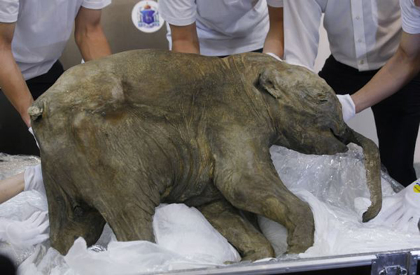 �������ڶ���˹���й�����Լ�����֥�Ӹ�չ����������5����������ŷ���״�չ����