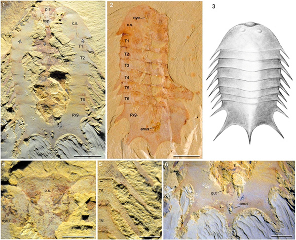 �ν�����Ⱥ����һ�־��5.3����������֡�������β����桱