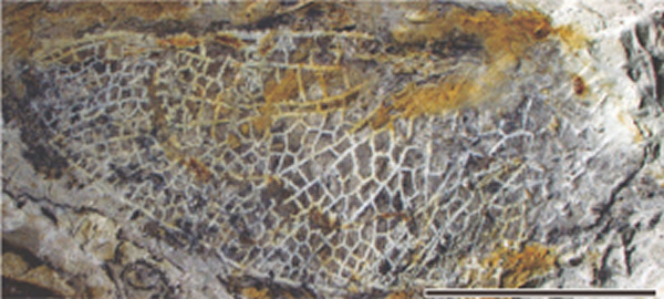 ���������ѻ�ʯ