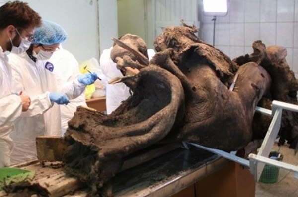 ����˹�ſ��ؽ������������׸����������ʵ����