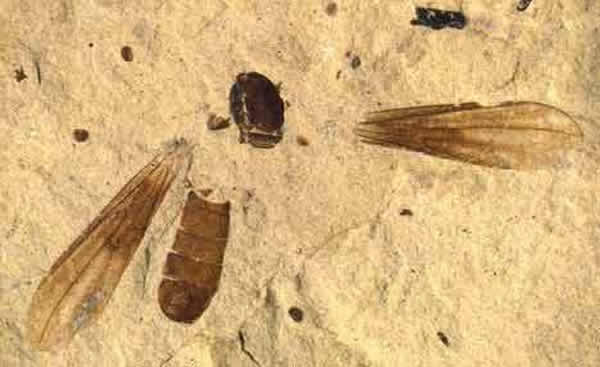 �����ֱ�����ΪMetanephrocerus belgardeae