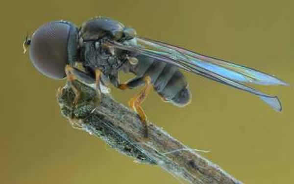 һֻ�ִ���ͷӬ