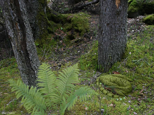 ���Ƕ��˳����Ƶ�������Mei����һ�ν��и�ԭ������ϣ�����ֳ�������ɫ����Χ����ʮ�ֽӽ����Ʋ⣬��Ҳ������������������ʳ�ߵķ�����