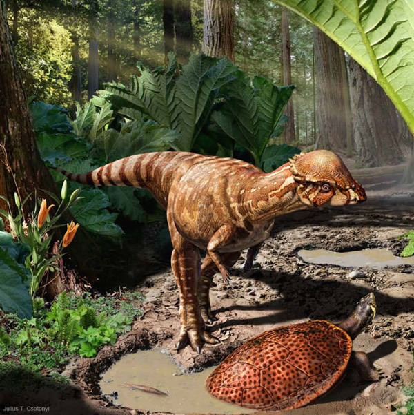 ����һ�ָձ������ĺ�ͷ����ѧ��ΪAcrotholus���������Ǹ������ݣ�Gunnera���ľ޴���Ҷ��������ǰ��ˮ�����һֻԶ�ŵ��ڹ꣨Neurankylus��