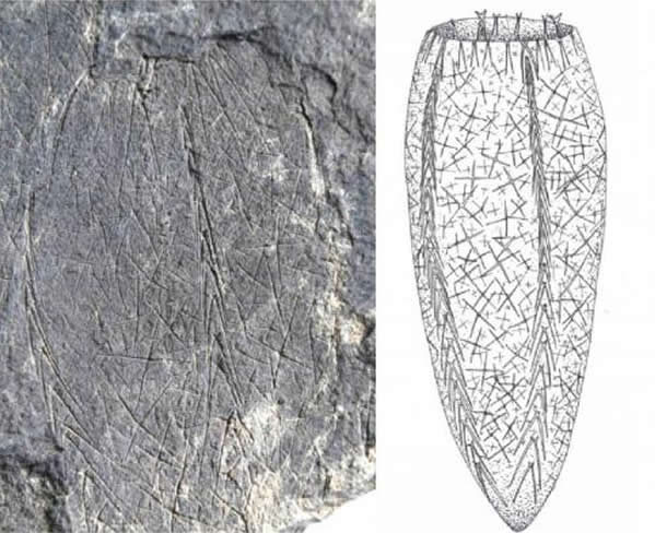 疑难海绵Metaxyspongia的实体标本局部凸显其四辐射对称性以及复原图