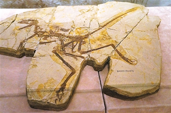 中国化石里的地球故事 - 中国化石网