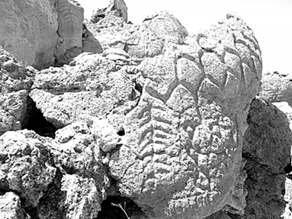 岩石上的树形刻画仍清晰可见,可能由火成岩制作的工具雕刻而成。