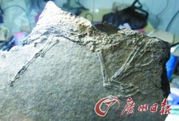 广东三水盆地发现6000万年前古新世中期鸟类化石