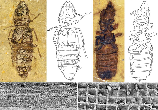 早白垩世巨须隐翅虫(上)和腹部节间膜“砖墙构造”(下)