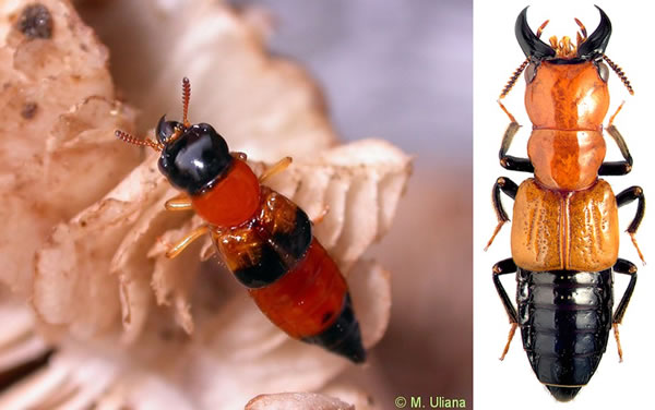 现生巨须隐翅虫代表