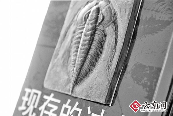 �ƴ�ʯ�����ߴ�ѧ3���ڳʹ��ڵ�����黯ʯ