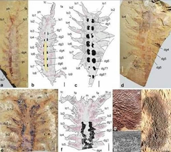 �ν���ʯ���б��澫�������ٵĴ���Ҷ�㶯��