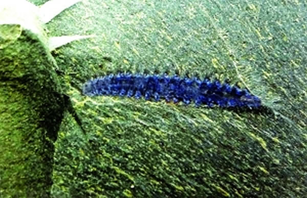 �����ظﶫ�����ﻯʯ���������֡���������桱��ʯ