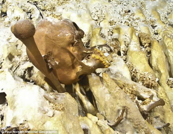 ��ˮ�¶�Ѩ�з��ֵ�����ͷ�Ǻ�֫�������