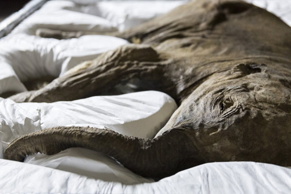 ���������ͺ�����˯��һ������ֻ�����������Ǵ��������ǵ����������ھ�����ģ����Ѿ����������������4.2���ꡣ