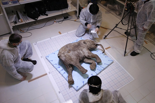 ����˹��Shemanovsky������Ѿ���Ϊ��ֻ���ﱦ�������ü�԰���ڴ�֮ǰ�����Ѿ���֥�Ӹ����۽��й�չ����