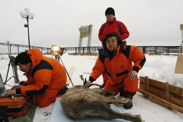 ��Ȼ��ʷ����ݵ�������ר��Adrian Lister���ڳƣ������Ŷ��������˽����ʱ�ڵĶ��������Ƿǳ���Ҫ�ġ����չ��Ҳ�����ǹ۲���ֻ4�����ǰ���������ǧ����