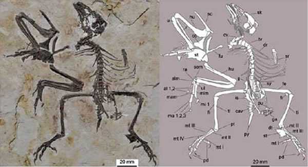 ���ϸ�������(Parabohaiornis martini)���ͱ걾��������ͼ��