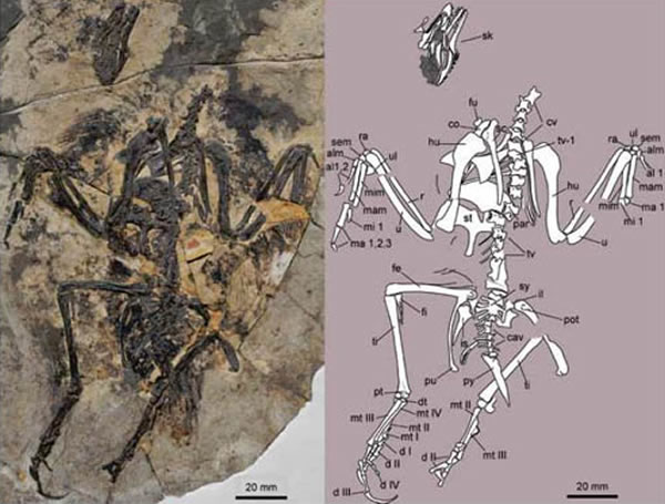 ���ϳ�צ��(Longusunguis kurochkini) ���ͱ걾��������ͼ��