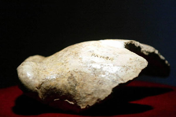 ������ͷ�ǹǻ�ʯ