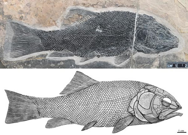 罗平强壮鱼(Robustichthys Luopingensis)正型标本(IVPP V18568, 徐光辉供图)和复原图(吴飞翔绘)