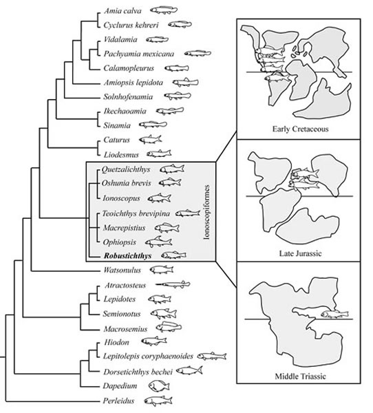 新鳍鱼类演化谱系图和预言鱼目生物古地理图 (徐光辉供图)