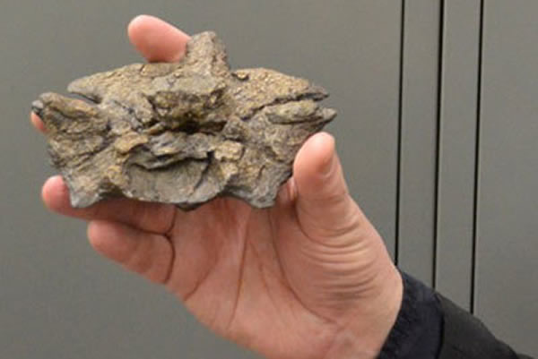 泰坦巨蟒的一块脊椎骨